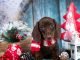 What to Consider When Gifting a Puppy During Christmas Gifting a Puppy