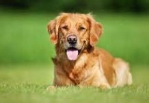 Can Golden Retriever dogs have short hair? Golden Retriever dogs