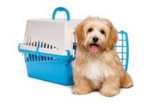 Documentation for International Pet Travel: Pet Passport and Other Essentials Pet Passport