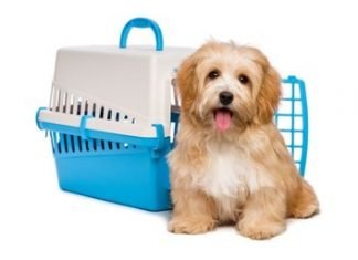 Documentation for International Pet Travel: Pet Passport and Other Essentials Pet Passport