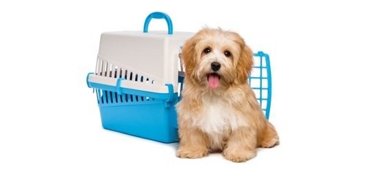 Documentation for International Pet Travel: Pet Passport and Other Essentials Pet Passport