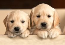 Why Is My Puppy Breathing Fast While Sleeping? Sleeping