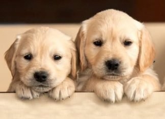 Why Is My Puppy Breathing Fast While Sleeping? Sleeping