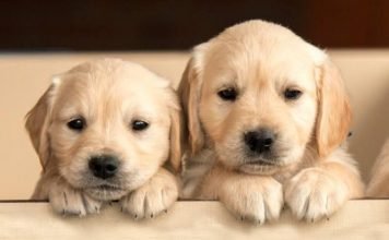 Why Is My Puppy Breathing Fast While Sleeping? Sleeping