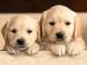 Why Is My Puppy Breathing Fast While Sleeping? Sleeping