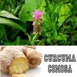 Curcuma Comosa benefits