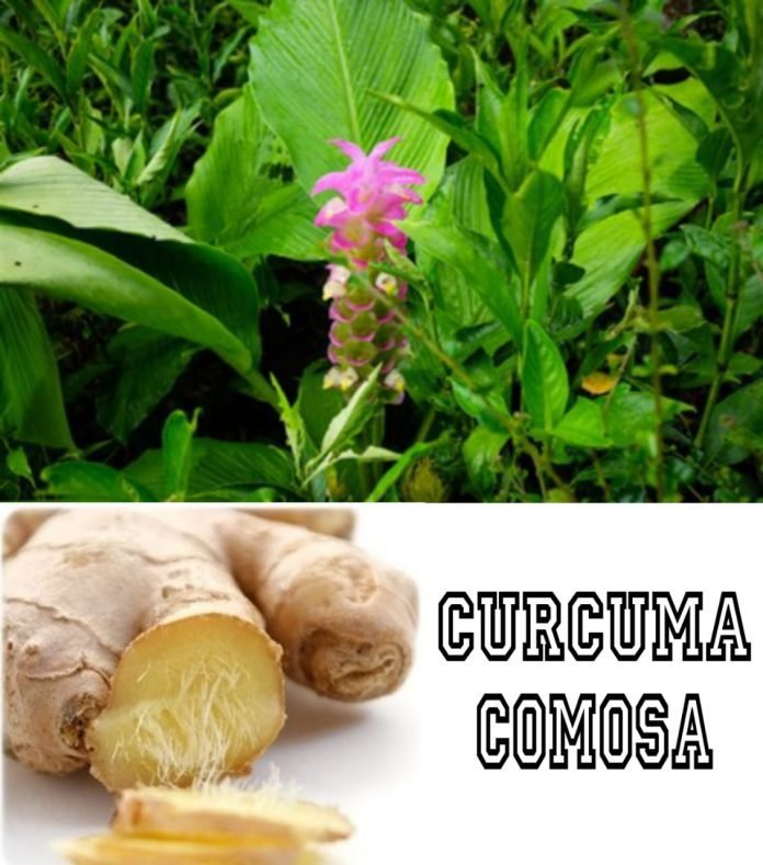 Curcuma Comosa benefits