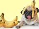 Why Bananas are a Great Snack for Your Dogo Argentino Dogo Argentino