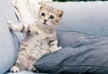 Tips on choosing the best affordable pet insurance for your cat Affordable pet insurance for your cat