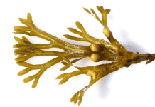 Benefits of Bladderwrack for Thyroid Health, Digestion, and More Benefits of Bladderwrack