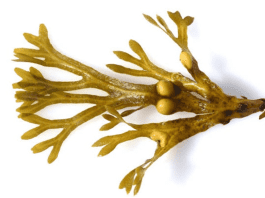 Benefits of Bladderwrack