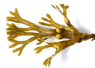 Benefits of Bladderwrack for Thyroid Health, Digestion, and More Benefits of Bladderwrack