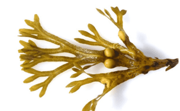 Benefits of Bladderwrack for Thyroid Health, Digestion, and More Benefits of Bladderwrack