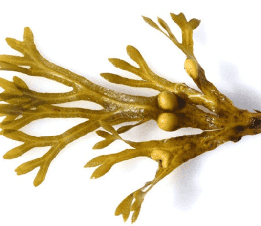 Benefits of Bladderwrack for Thyroid Health, Digestion, and More Benefits of Bladderwrack