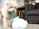 New and Trendy Pet care products by HiPet Pet