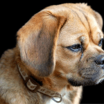 The Science Behind Puggle Lifespan: Factors that Affect How Long They Live puggle lifespan