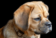 The Science Behind Puggle Lifespan: Factors that Affect How Long They Live puggle lifespan
