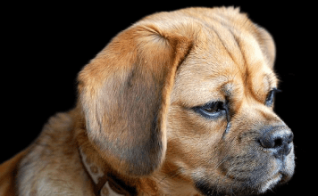 The Science Behind Puggle Lifespan: Factors that Affect How Long They Live puggle lifespan