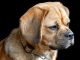 The Science Behind Puggle Lifespan: Factors that Affect How Long They Live puggle lifespan