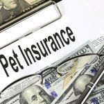 Pet Insurance