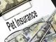 Pet Insurance: Your Guide to Avoiding Pet Healthcare Scams Pet Insurance