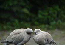 Pigeon Deterrent UK: Effective Solutions for a Common Urban Challenge Pigeon Deterrent