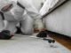 Top Reasons to Hire Professional Pest Control Services for Your Home Pest Control Services