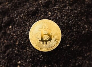 Dive into the World of Bitcoin: Essential Updates