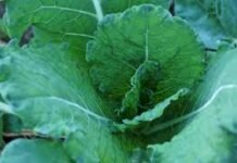 Power Up Your Plate: The Health Benefits of Power Greens Power Greens