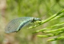 Strategies for Handling Common Yard Pests Common Yard Pests