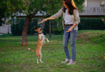 The Role of Animal Feed Supplements in Ensuring Better Health Animal Feed Supplements