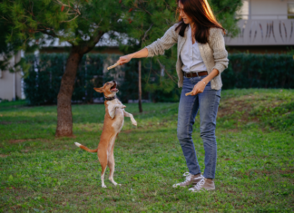 The Role of Animal Feed Supplements in Ensuring Better Health Animal Feed Supplements