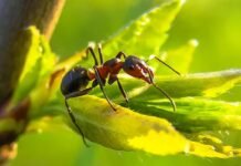 When Are Ants The Most Active?