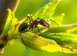 When Are Ants The Most Active?