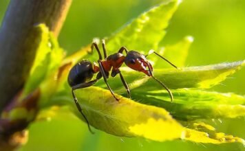 When Are Ants The Most Active?