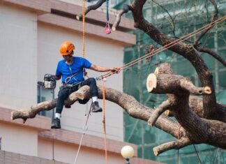 How to find better tree services provider tree services provider