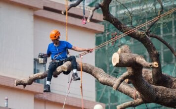 How to find better tree services provider tree services provider
