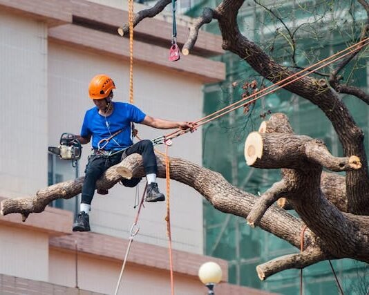 How to find better tree services provider tree services provider