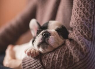 Exploring 8 Career Opportunities in the Pet Industry Pet Industry