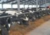 Maximizing Efficiency: How Cattle Headlocks Boost Productivity on Your Farm Cattle Headlocks