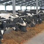 Maximizing Efficiency: How Cattle Headlocks Boost Productivity on Your Farm Cattle Headlocks