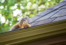 Protect Your Property: The Importance of Professional Squirrel Removal Squirrel Removal