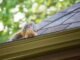 Protect Your Property: The Importance of Professional Squirrel Removal Squirrel Removal