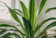 Top Benefits of Having Happy Plant in Your Home Happy Plants
