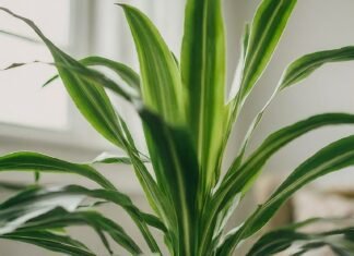 Top Benefits of Having Happy Plant in Your Home Happy Plants