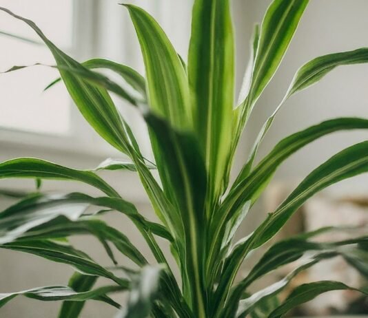 Top Benefits of Having Happy Plant in Your Home Happy Plants