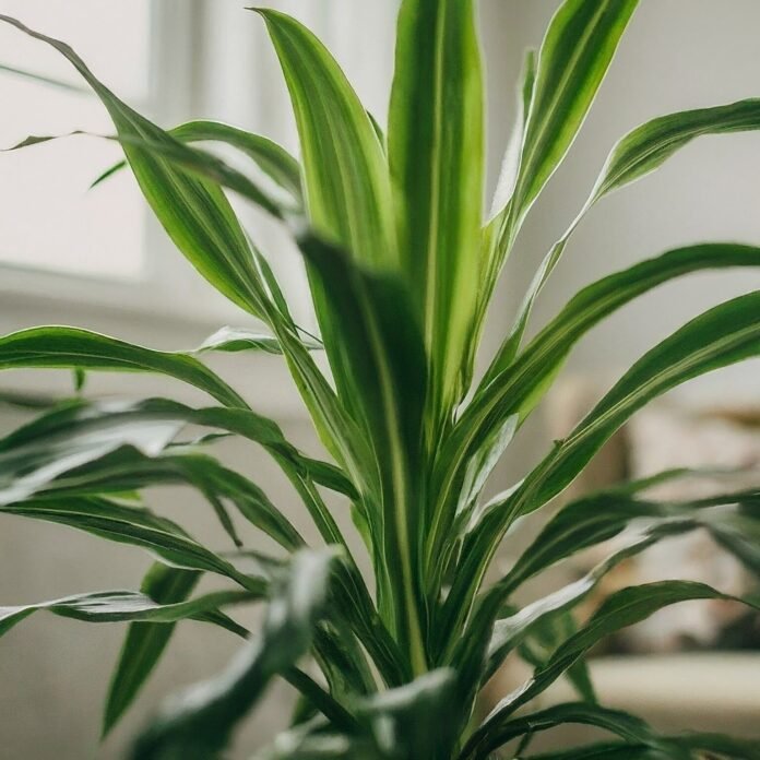 Happy Plants