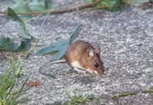 Unraveling the Intriguing World of Rats: Shedding Light on Their Biting Behavior and Astonishing Climbing Abilities Rats