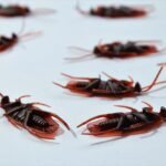 Pest Infestation