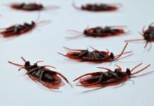 Why You Shouldn’t Ignore a Pest Infestation Pest Infestation